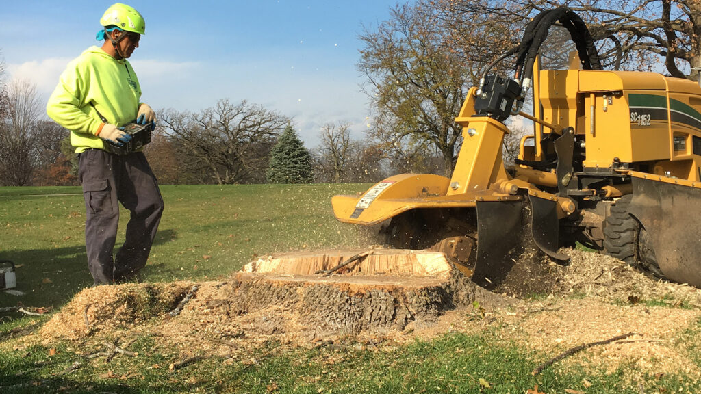 stump grinding
